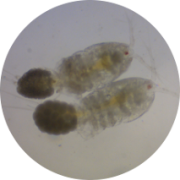 harp pods tumbnail harp pods tumbnail