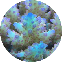 Small Polyps Stony (SPS) Corals